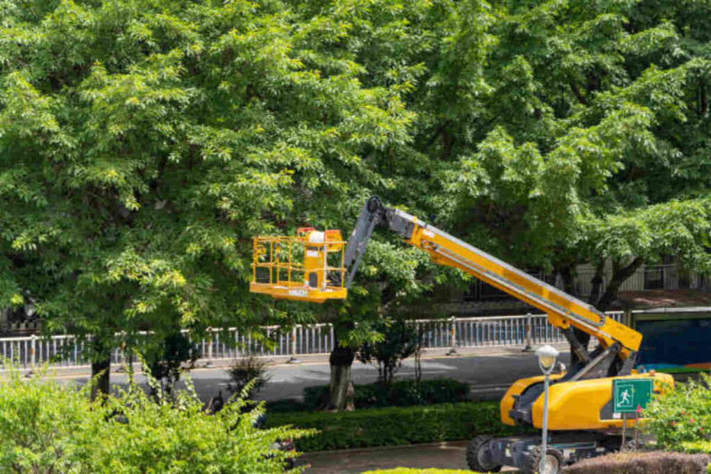 tree service Vallejo