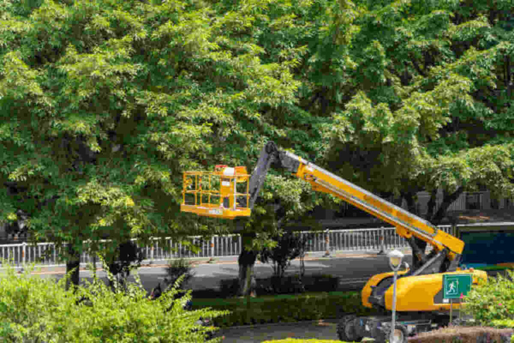 tree service Vallejo